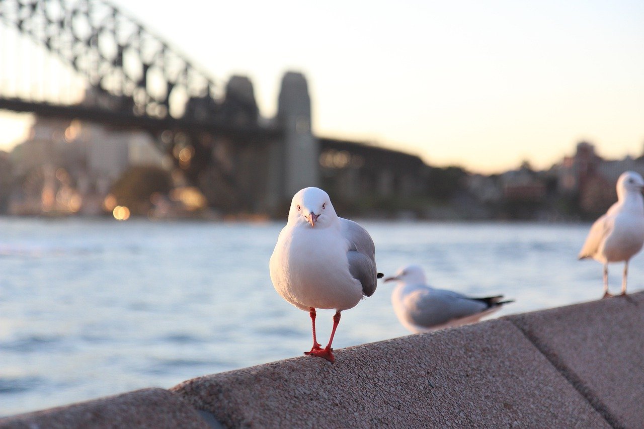 Sydney's Coastal Walks: Scenic Trails by the Sea